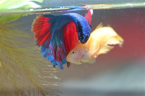 breed betta fish.